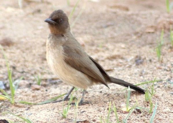 bulbul des jardins maroc