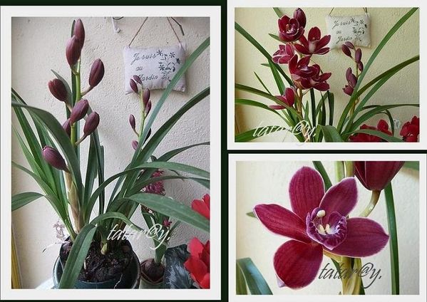 orchidee-R.jpg