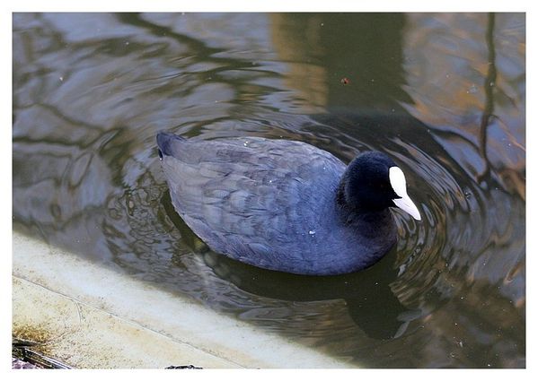 foulque-macroule--2-.jpg