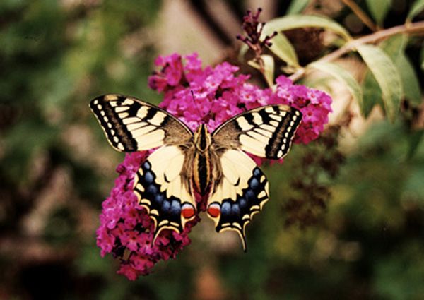 Papilio-machaon-sur-buddleia Papilio-machaon-sur-buddleia