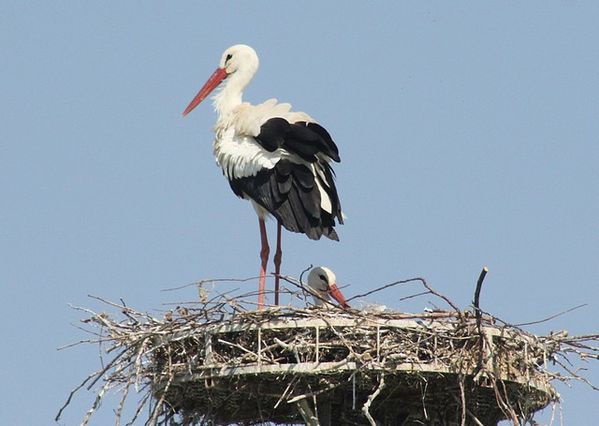 cigogne (3)