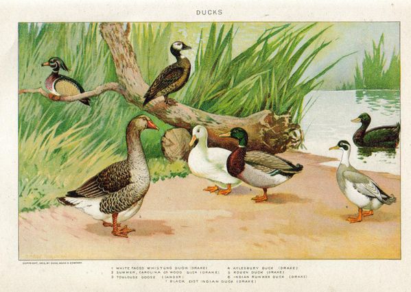 oie et canards 1902 New International Encyclopedia