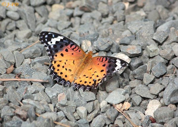 papillon - 692 - Kyoto-Japon sept 2010