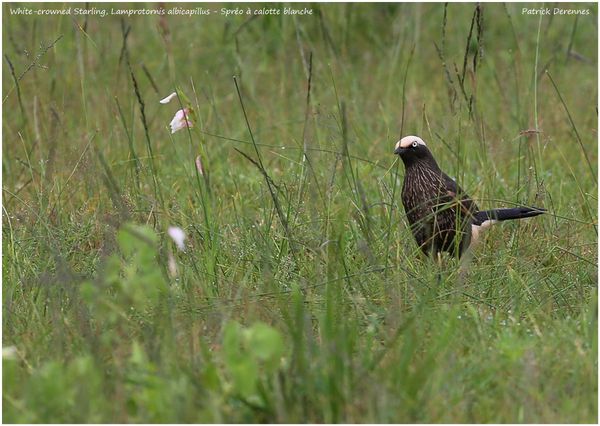 OT3A4219starling900Cadre.jpg