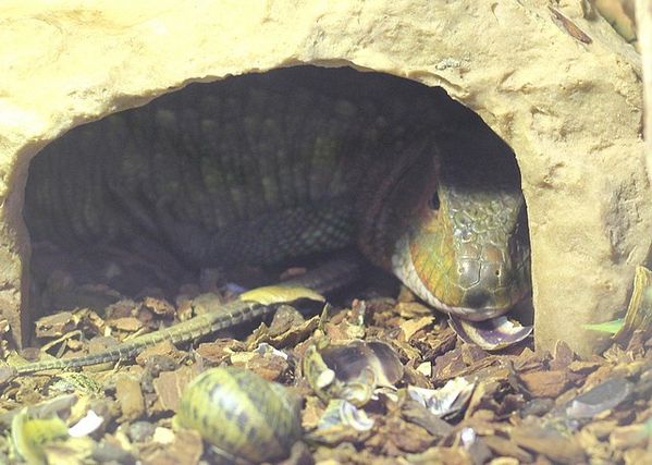 dracène de guyane