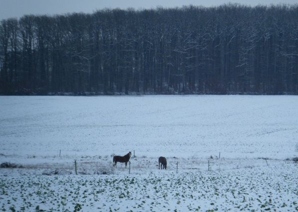 neige pré chevaux hiver