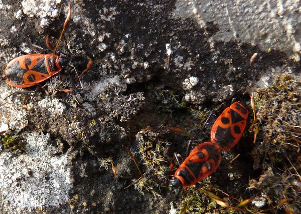 Les gendarmes de notre enfance : Pyrrhocoris apterus - Paesaggio, paysages