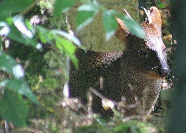 pudu-du-chili-2.jpg