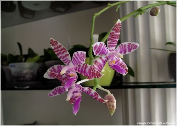 Phal. lueddemanniana