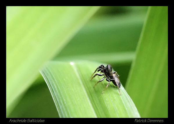 pot-pourri-5-4339Salticidae3roches30.jpg