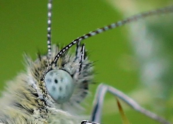 pierides 2911 2