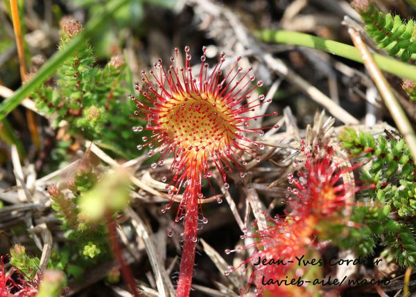 drosera 5583cc