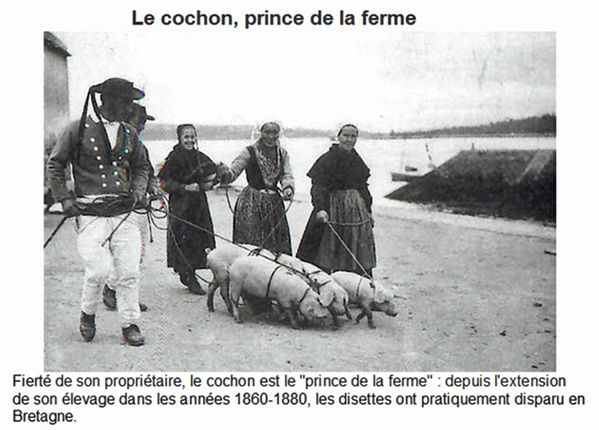cochon.jpg