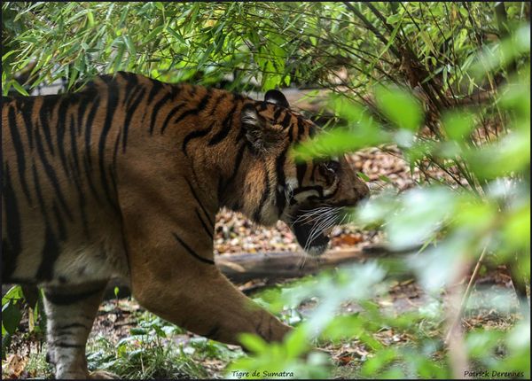 OT3A0157Tigre-Sumatra900Cad-copie-1.jpg