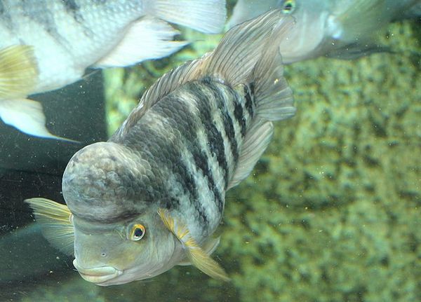 Amphilophus hogaboomorum (2)