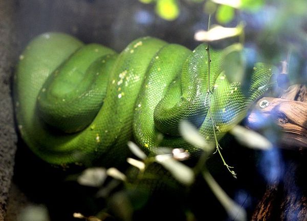 python vert des arbres