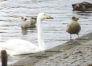 cygne_islande.jpg