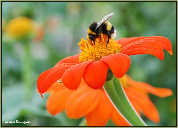 abeilles butinage jardin des plantes