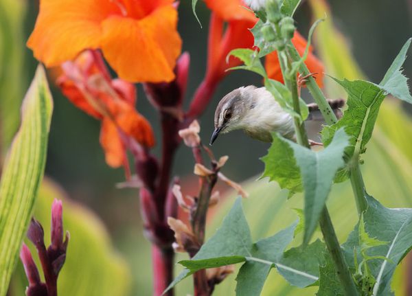 pot-pourri-2-0496Prinia-modeste08121.jpg