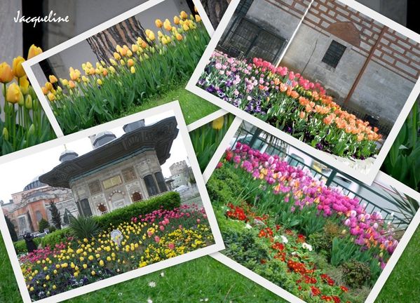tulipe-copie-1.jpg