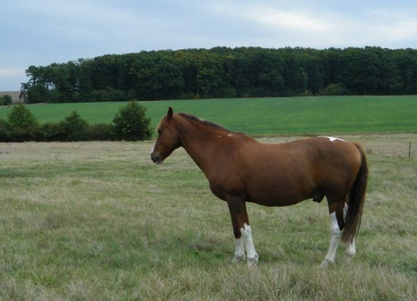 cheval-sieste-pre.JPG