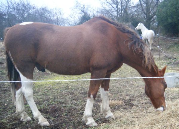 chevaux-copie-1.JPG