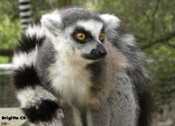 makicatta1.jpg