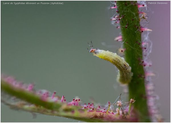 pot-pourri-13-3380syrphidae_larve900.jpg