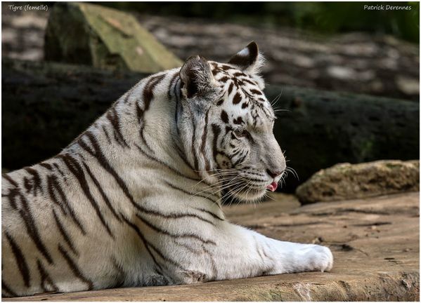 OT3A0580Tigre900Cadre.jpg