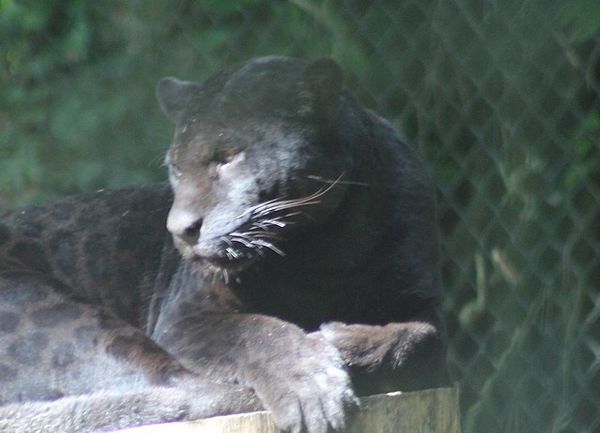 jaguar noir (2)