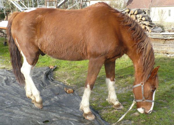 éthologie cheval bâche