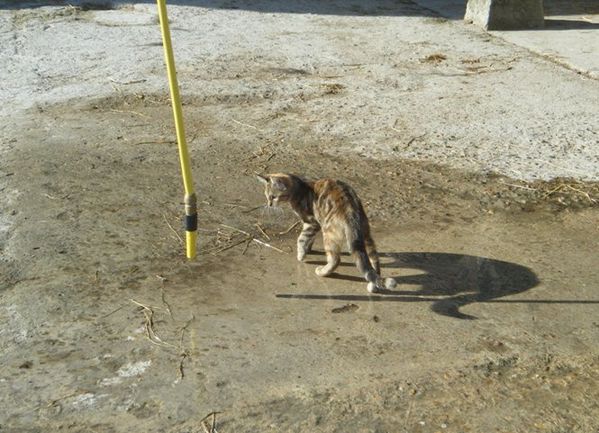 chatte-2.JPG