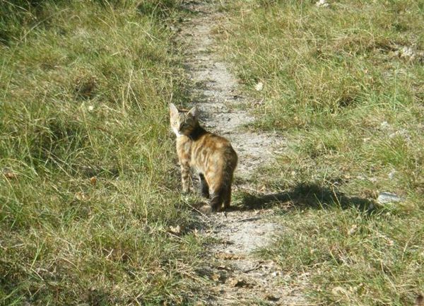 chatte-3.JPG