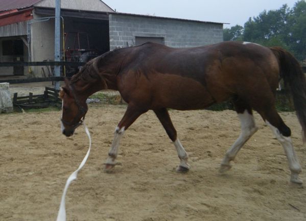 cheval-carriere.JPG