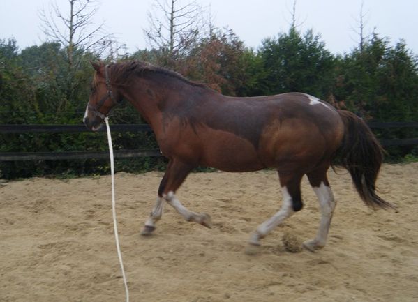 cheval-longe-galop.JPG