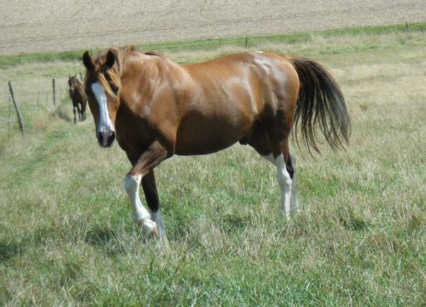 cheval-alezan-balzanes.JPG