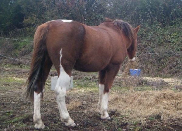 cheval-foin-copie-1.JPG