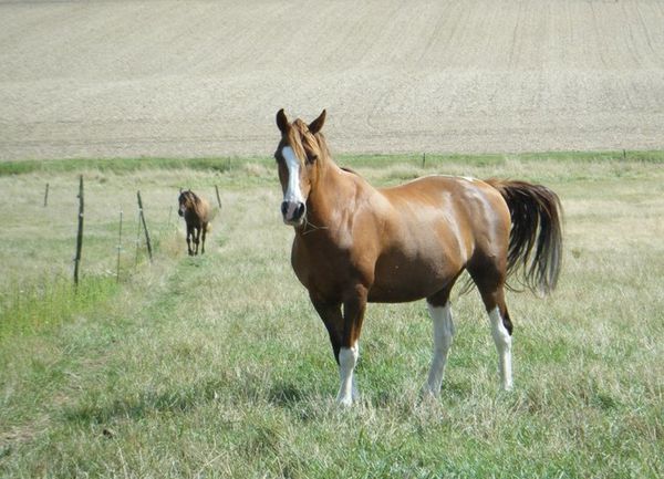 chevaux-copie-1.JPG
