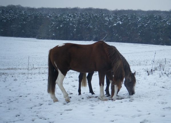 cheval poulain pré neige hiver