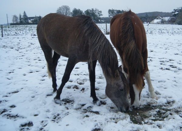 chevaux pré hiver place seau