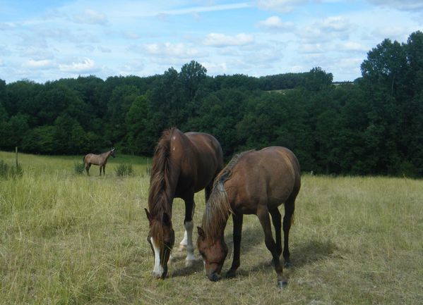 photo chevaux au pré