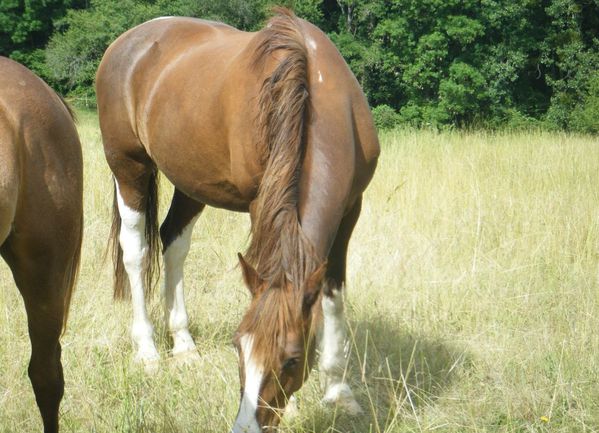 cheval mange herbe