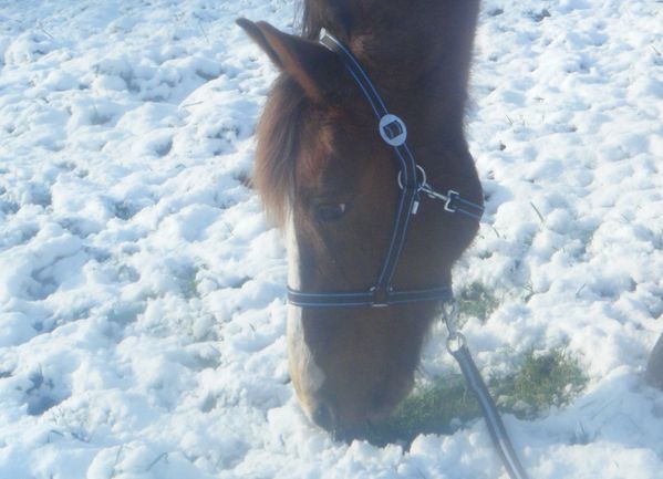 herbe-sous-neige-cheval.JPG