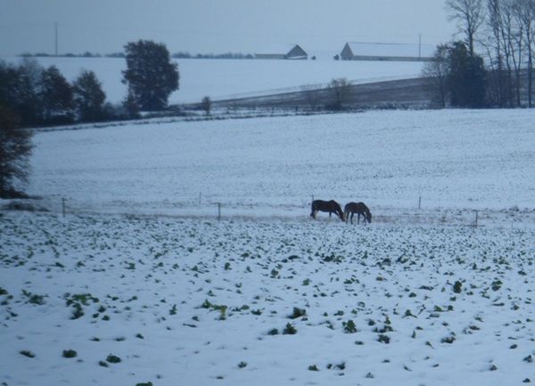 neige pré chevaux Eros