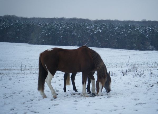 pré neige cheval gratte