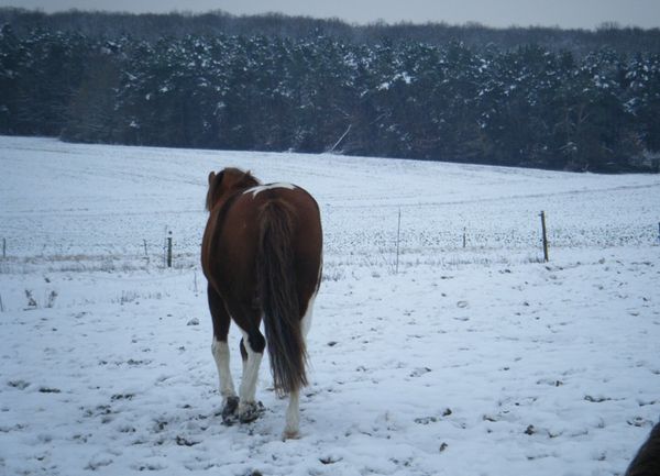 pré neige cheval
