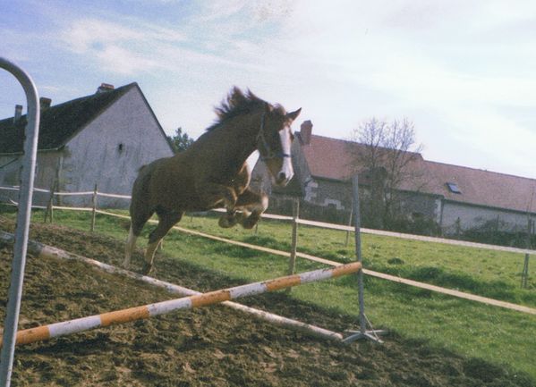 cheval saut d'obstacle en liberté