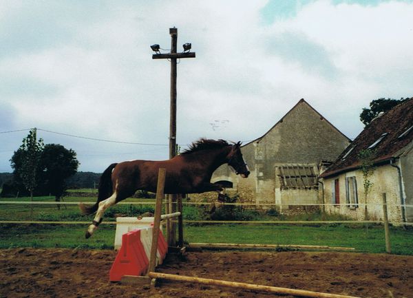 cheval saut liberté obstacle droit