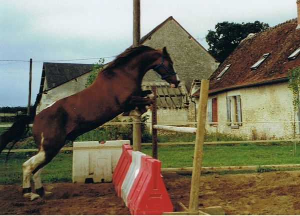 saut d'obstacle en liberté