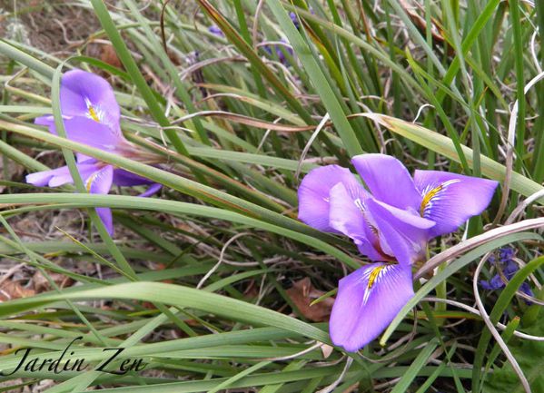 iris d'Alger oct